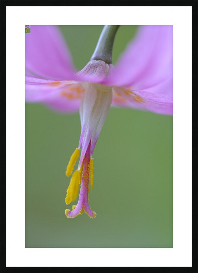 KO A18015 Picture Frame print