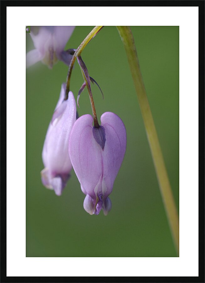 KO A48939 Picture Frame print