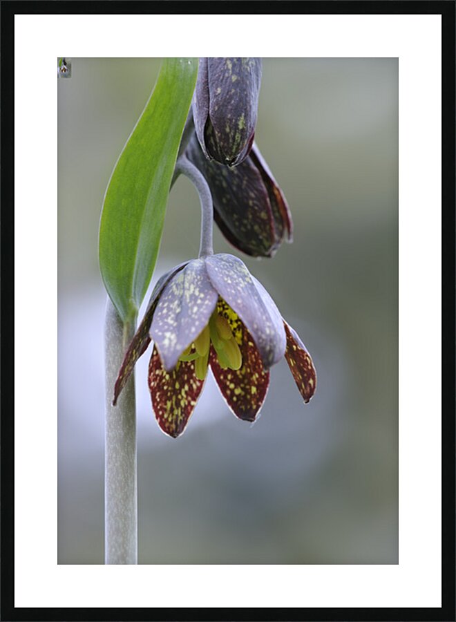 KO A48342a Picture Frame print