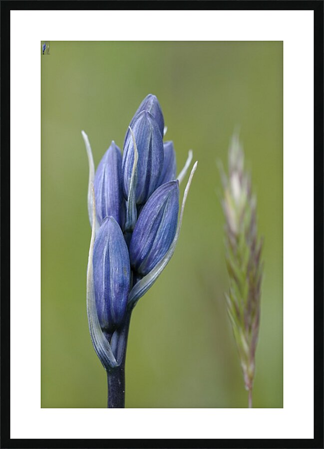 Common Camas Camassia quamash Mt. Tzouhalem Ecological Reserve Cowichan Valley British Columbia Canada Picture Frame print