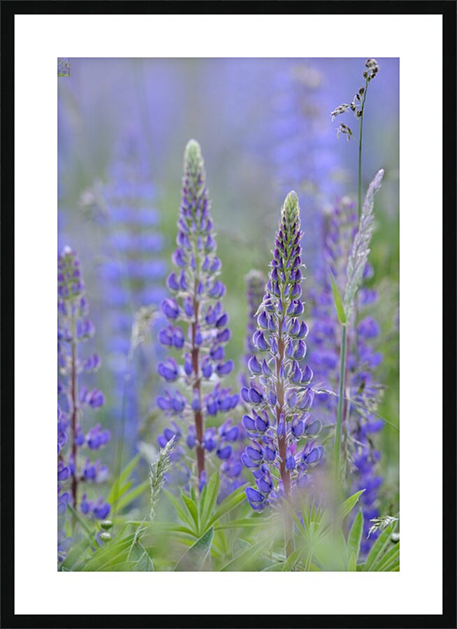 Farm in the Cowichan Valley Vancouver Island British Columbia Canada. Picture Frame print