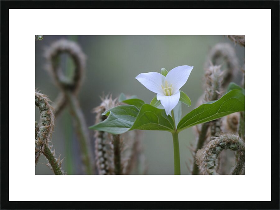 KO A17880 Picture Frame print