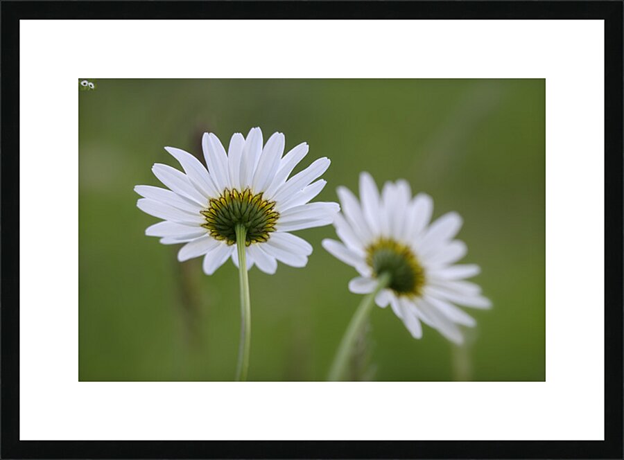 Farm in the Cowichan Valley Vancouver Island British Columbia Canada. Picture Frame print