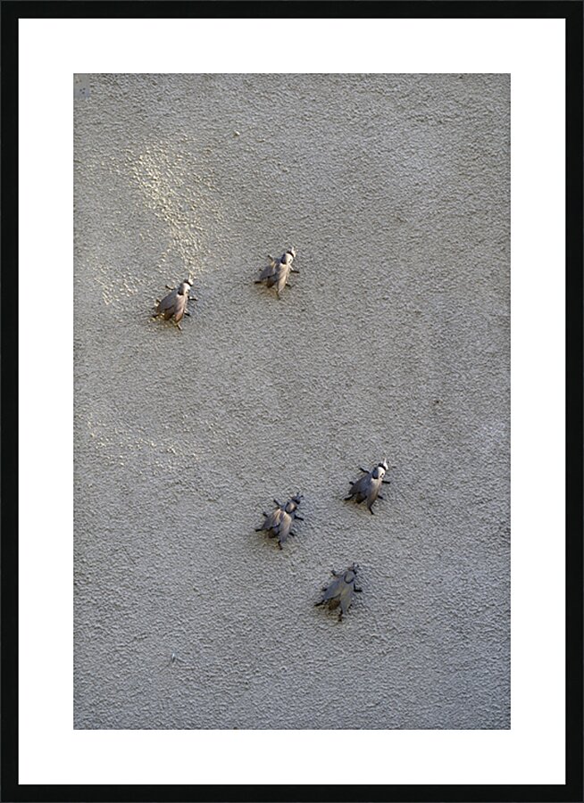 Metal fly sculpture on a house wall Tannay Nièvre Burgundy France Picture Frame print
