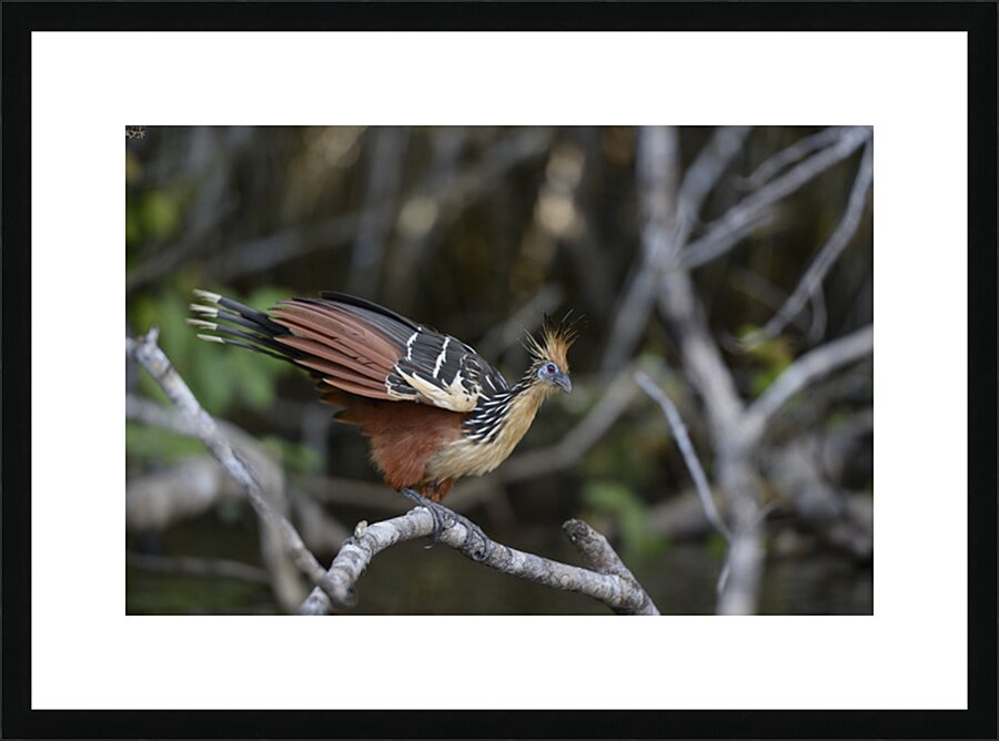 Hoatzin Opisthocomus hoazin on a branch over Lake Garzacocha La Selva Jungle Eco Lodge Amazon Basin Ecuador Picture Frame print