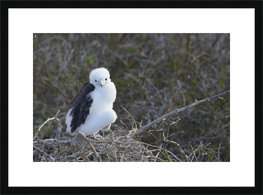 KO EC 14270 Picture Frame print