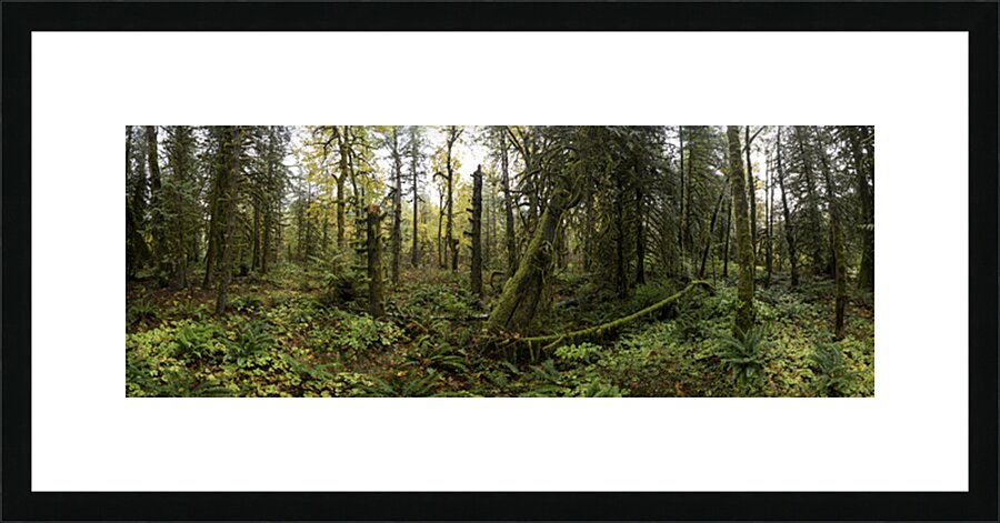 Lush Forest Picture Frame print