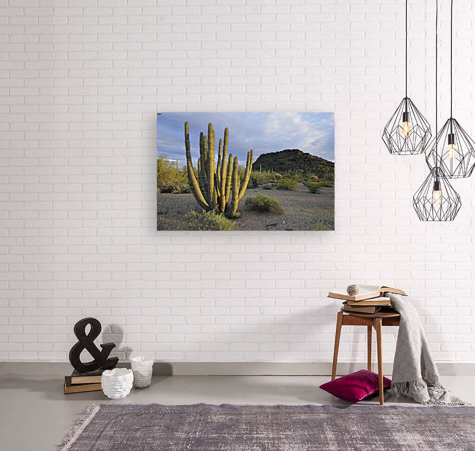 Organ Pipe Cactus Reproduction