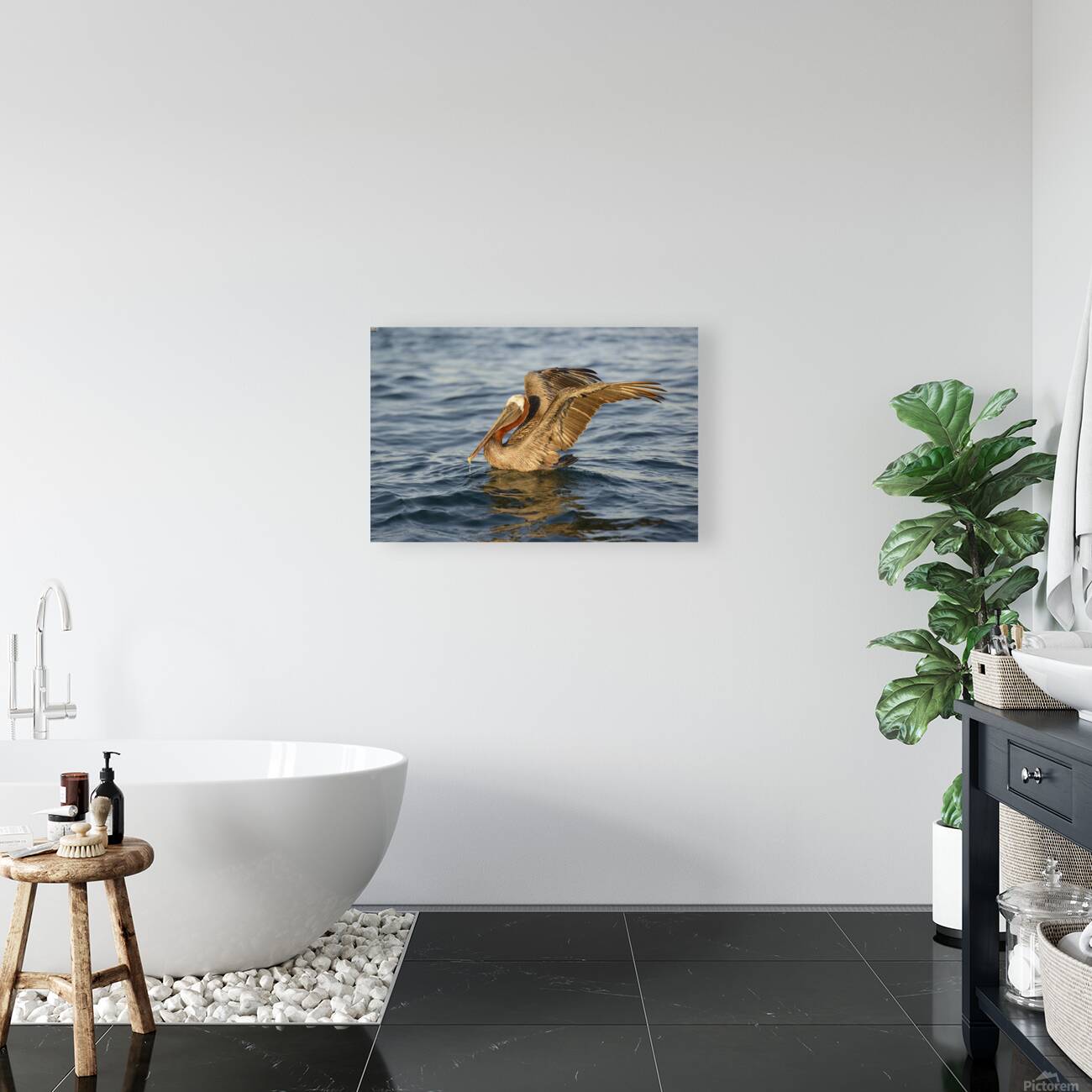 Brown Pelican  Reproduction