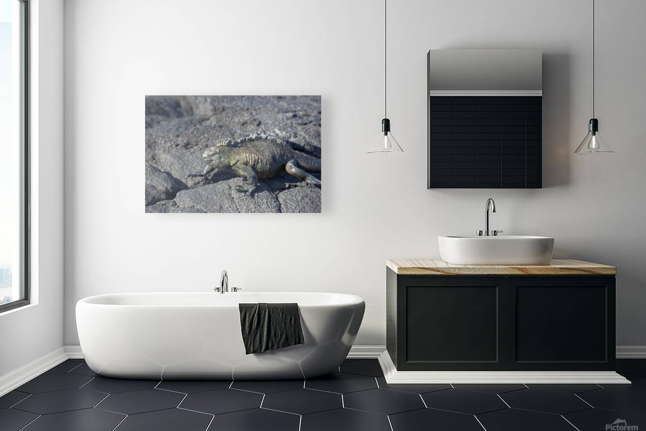 Marine Iguana Reproduction