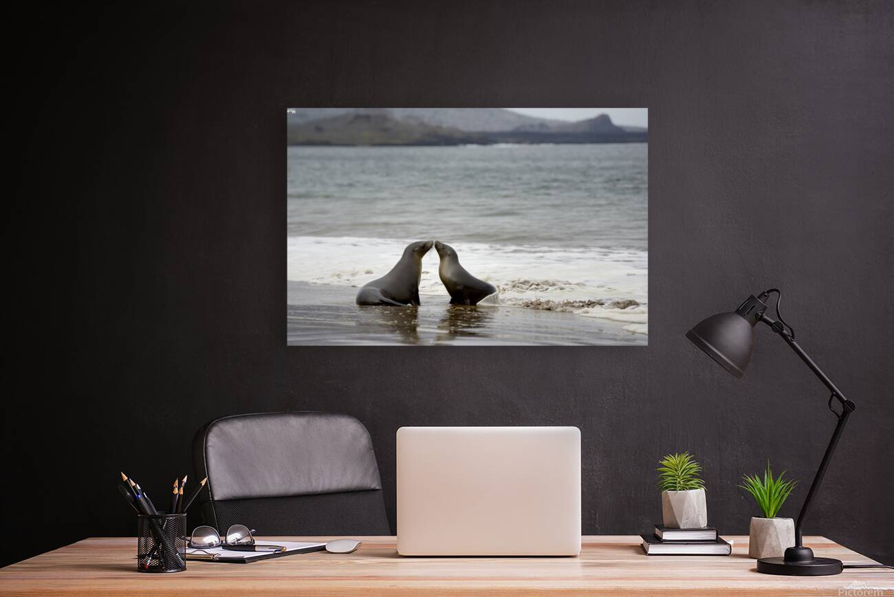 Galapagos sea lions Reproduction