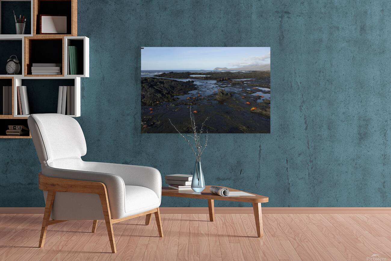 Sally Lightfoot crabs Reproduction