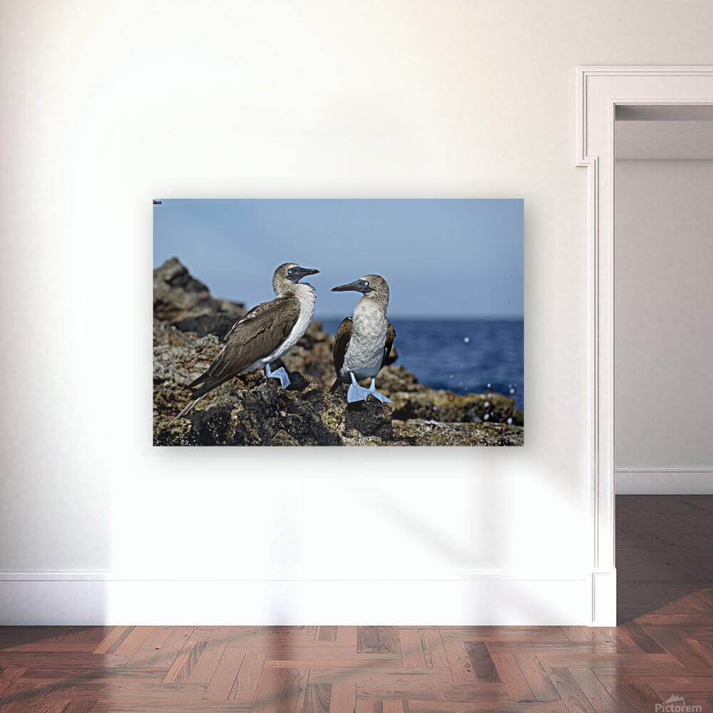 Blue-footed Booby Reproduction
