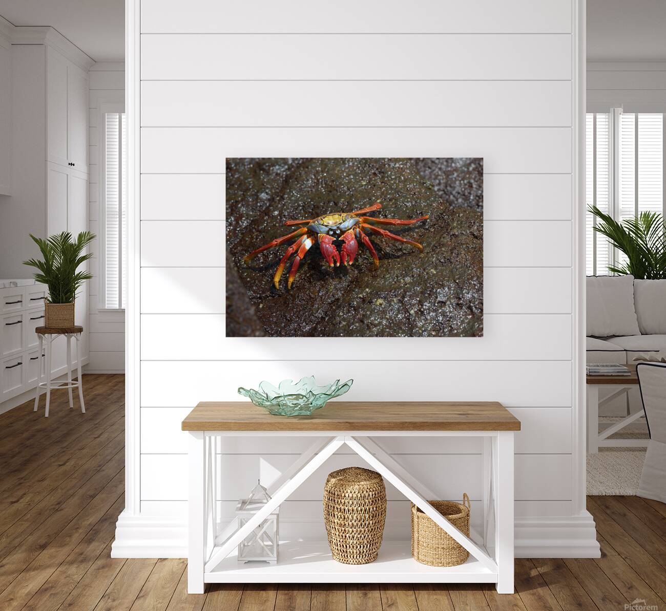 Sally Lightfoot crab Reproduction