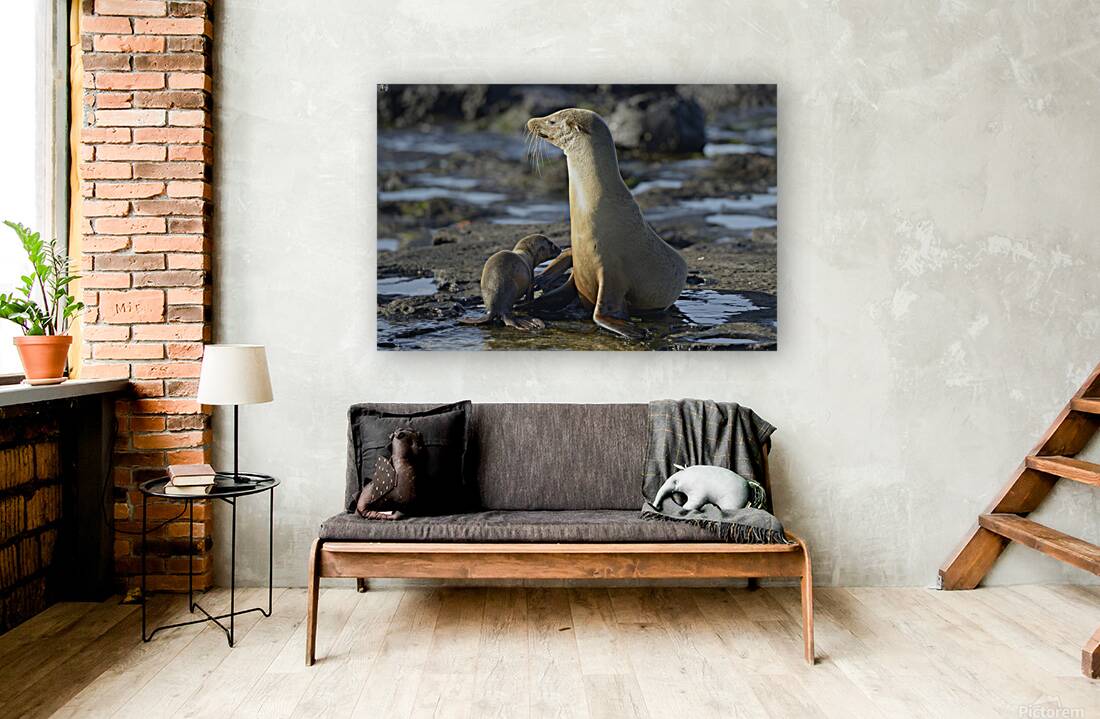 Galapagos sea lion Reproduction