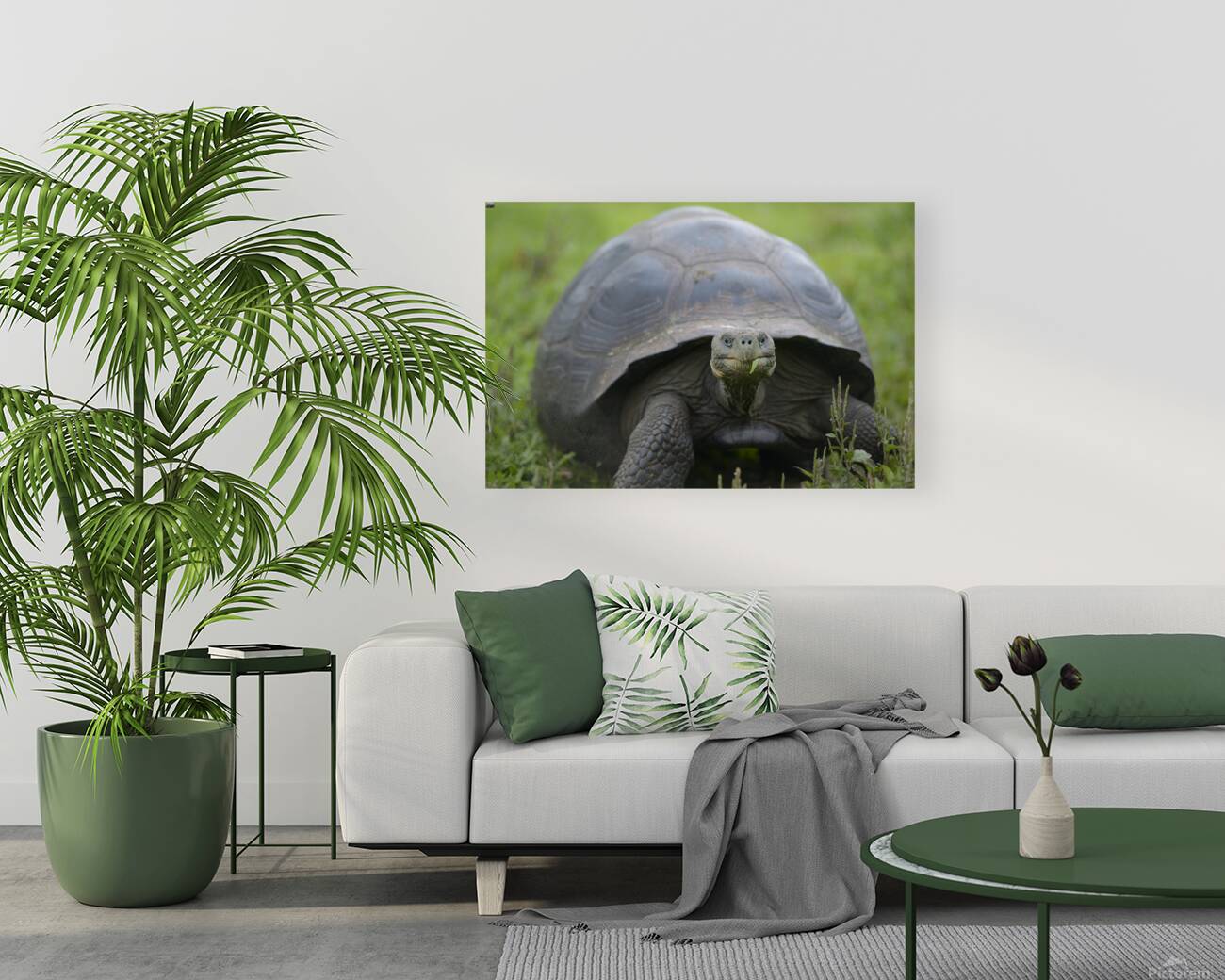 Galapagos giant tortoise Reproduction