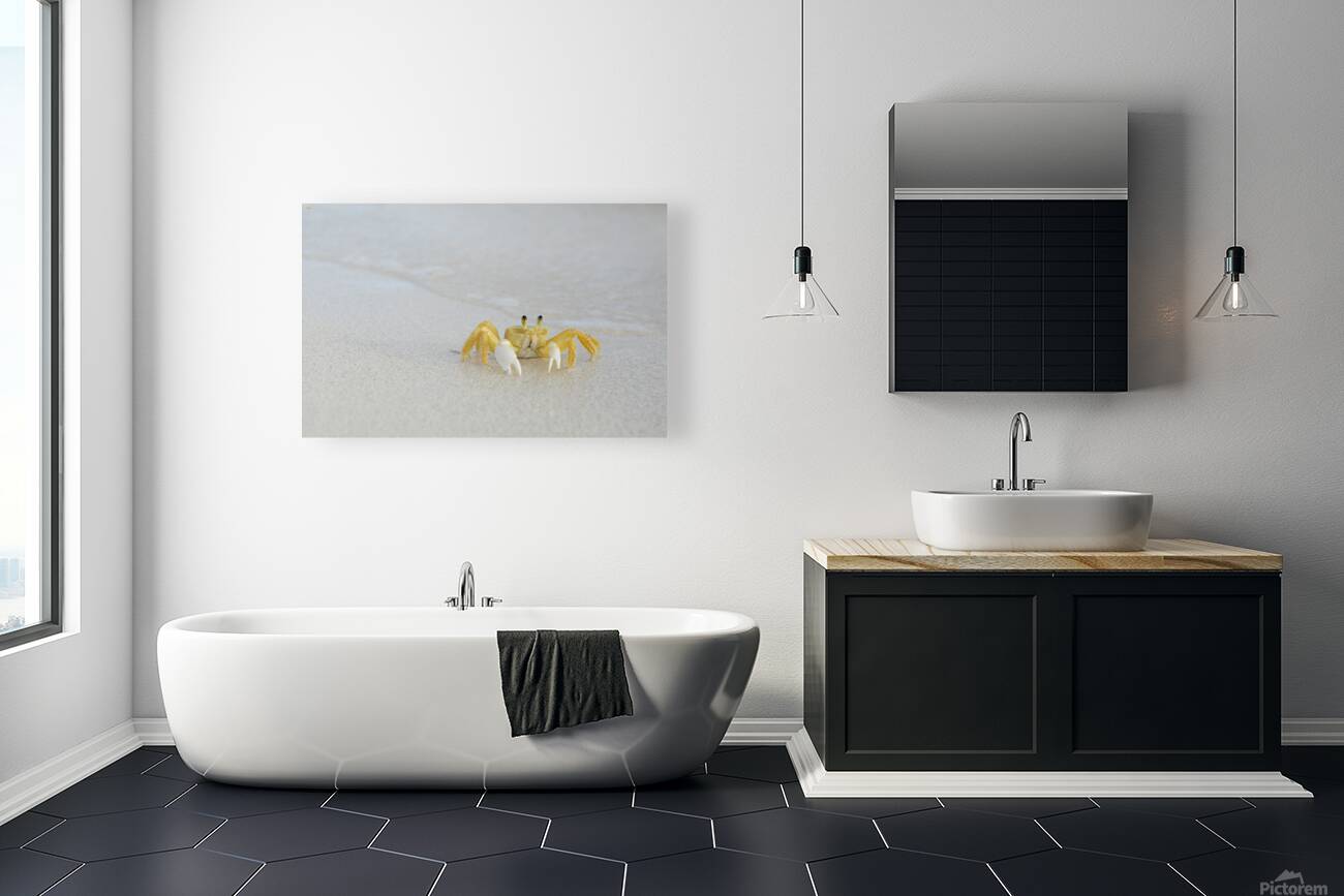 Ghost Crab Reproduction