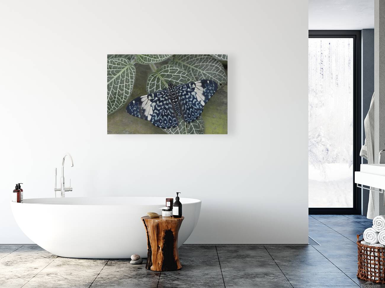 Hamadryas amphinome butterfly Reproduction