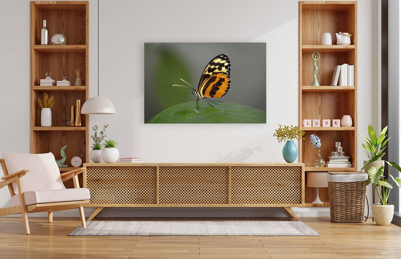 Heliconius Butterfly Reproduction