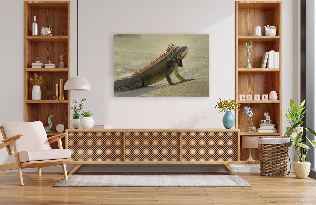 Green Iguana Reproduction