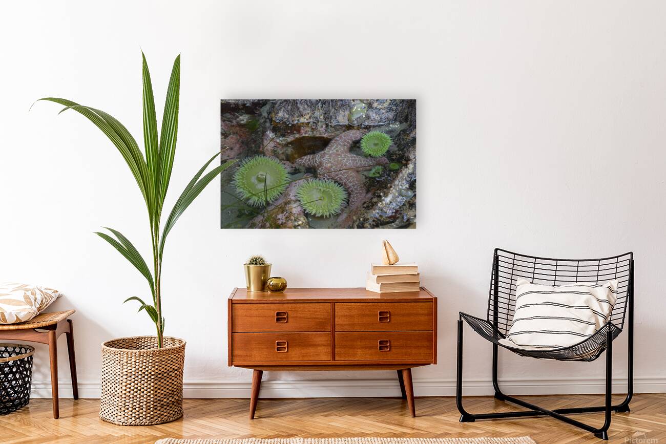 Anemones and eel grass in a tidepool Reproduction