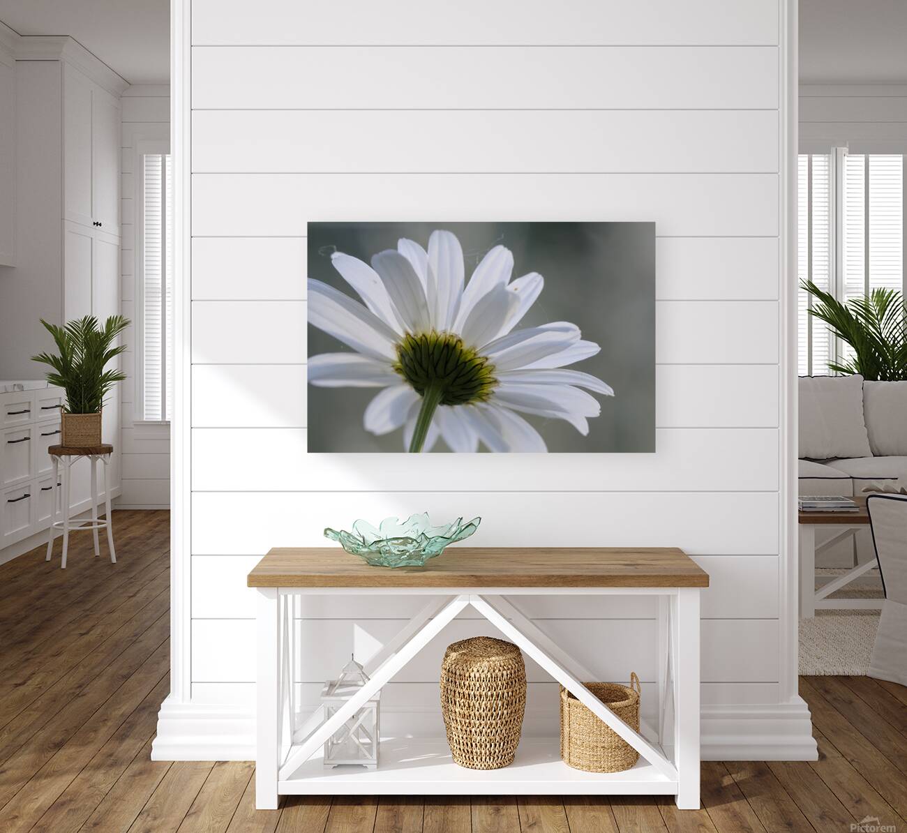 Daisy Cowichan Valley Vancouver Island British Columbia Canada Reproduction