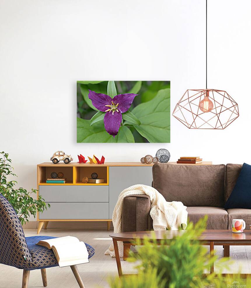 Western Trillium Trillium ovatum Cowichan Valley Vancouver Island British Columbia Canada Reproduction