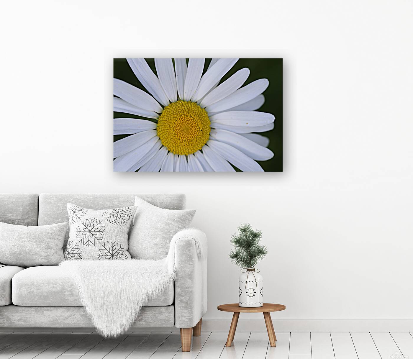 Daisy Cowichan Valley Vancouver Island British Columbia Canada Reproduction