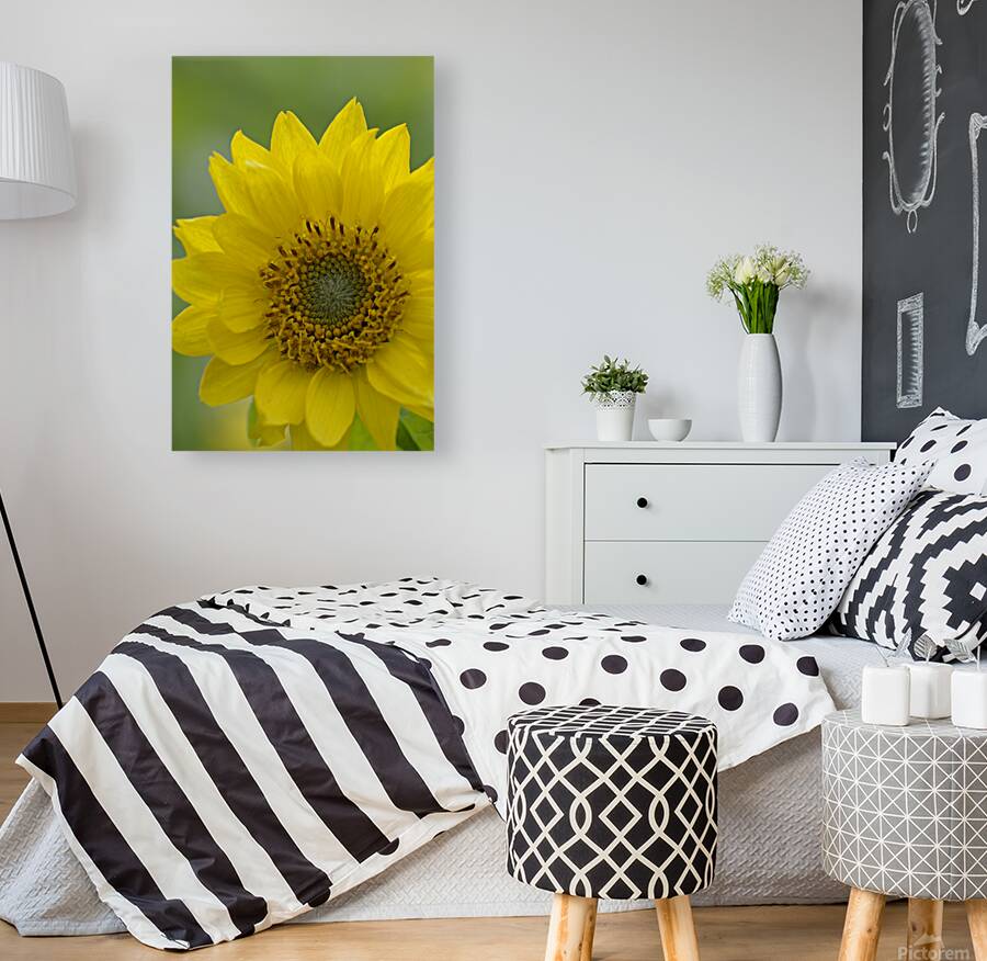 Deltoid Balsamroot Balsamorhiza deltoidea Cowichan Valley Vancouver Island British Columbia Canada Reproduction