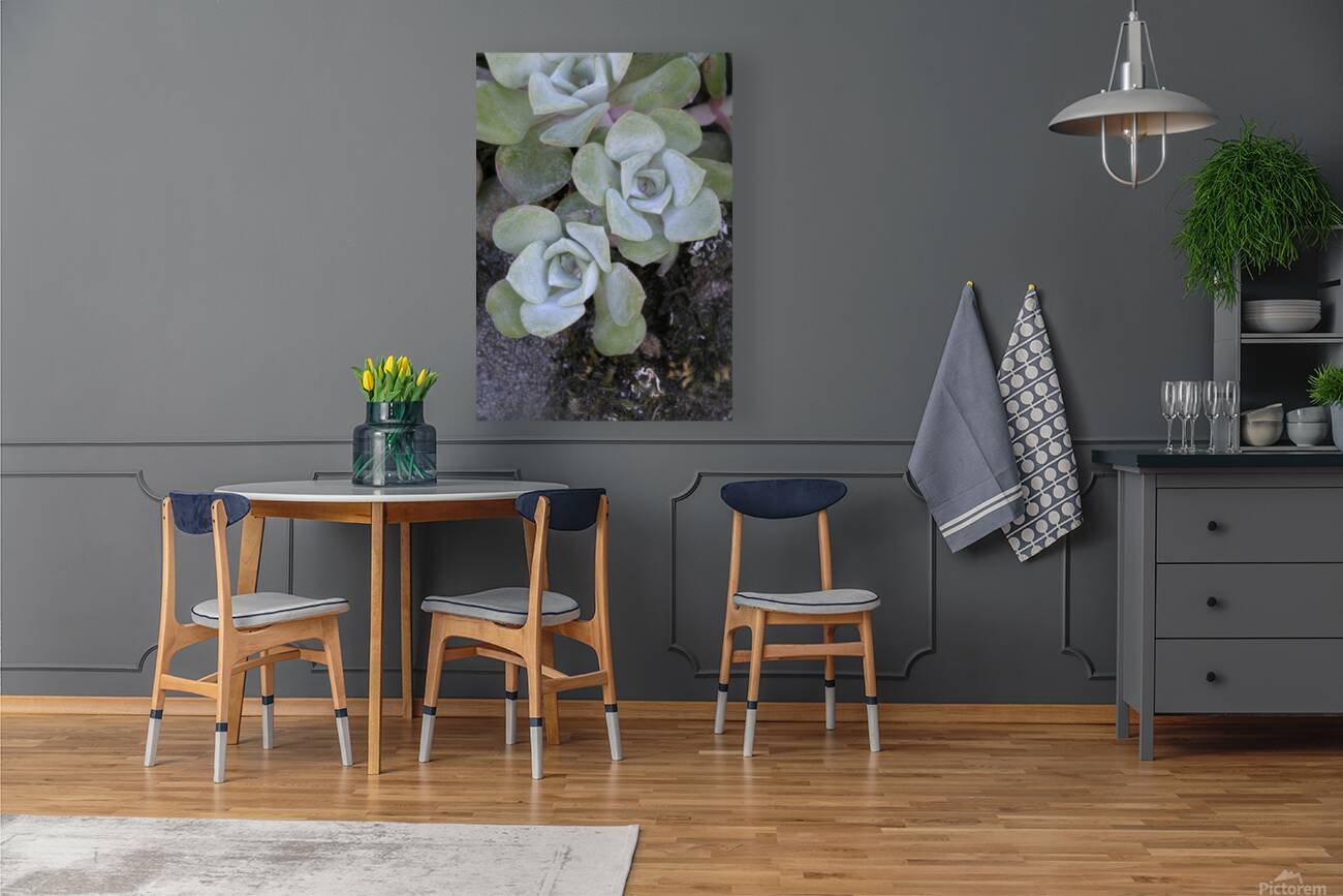 Broadleaf Stonecrop Collinsia parviflora Sedum spathulifolium Cowichan Valley Vancouver Island British Columbia Canada Reproduction