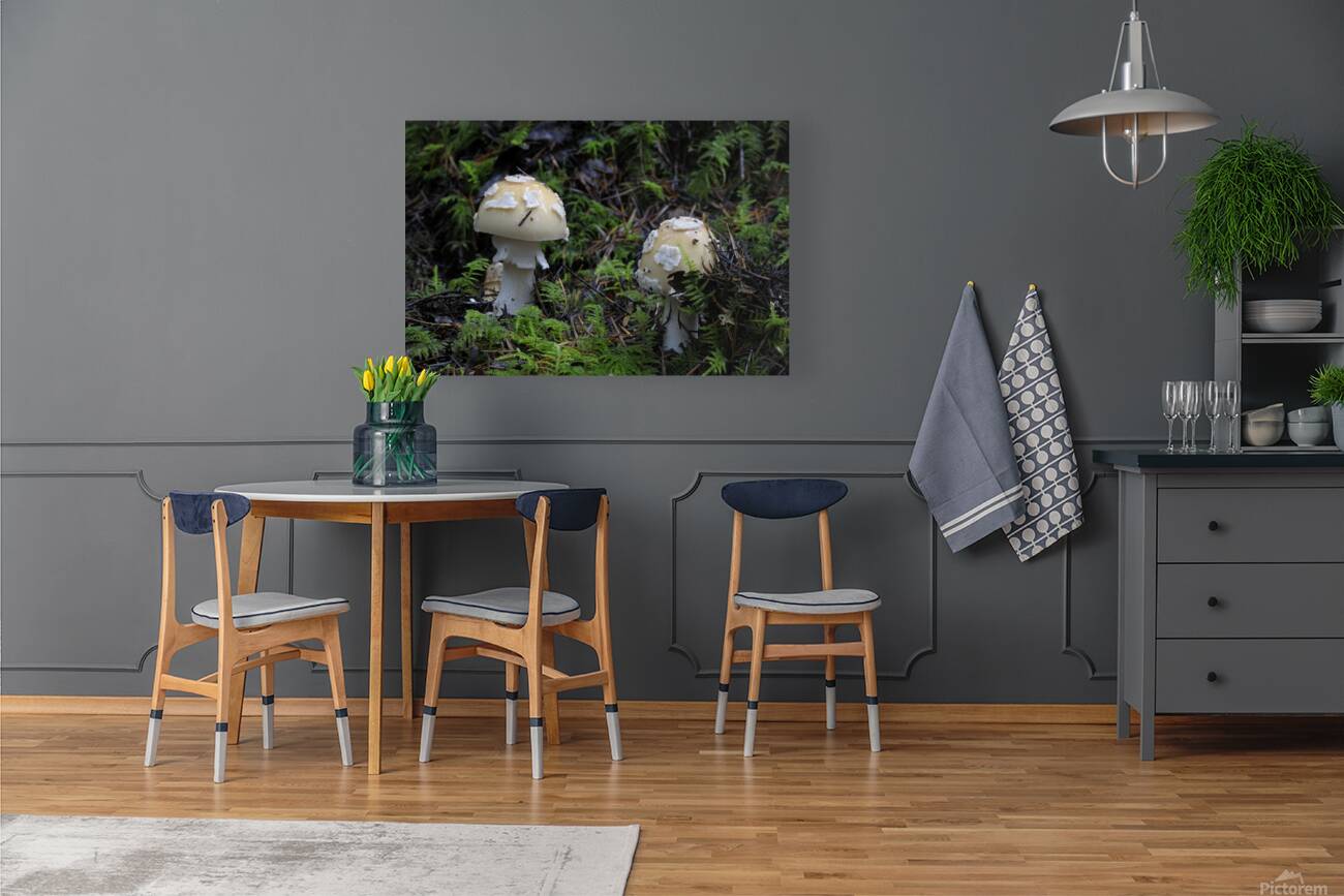 Mushroom Reproduction