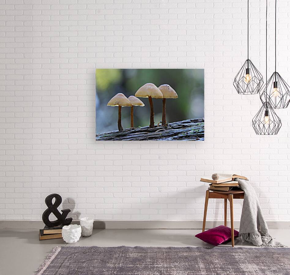 Mycena Mushroom Reproduction