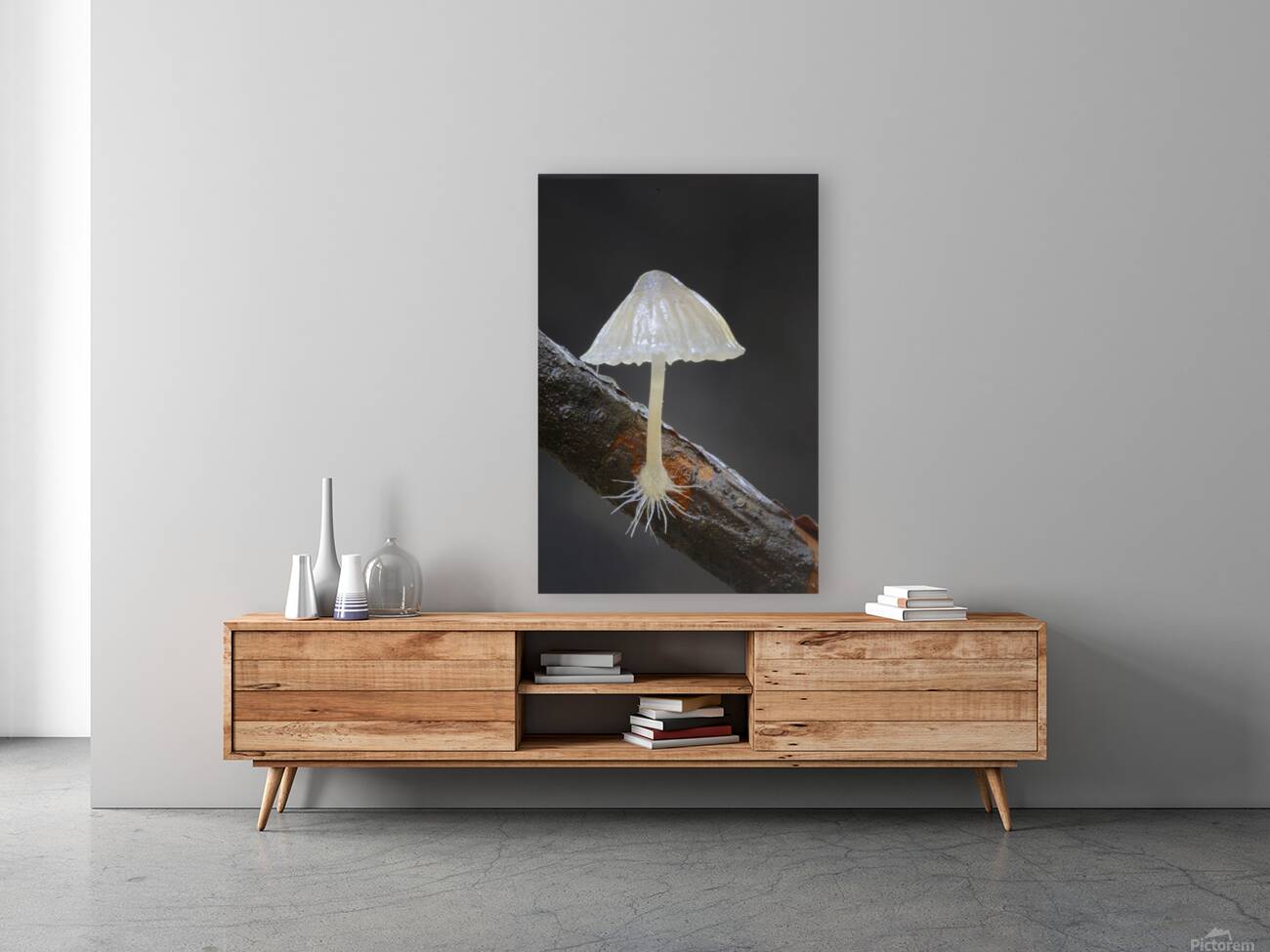 Small translucent mushroom on dead tree branch showing roots Reproduction