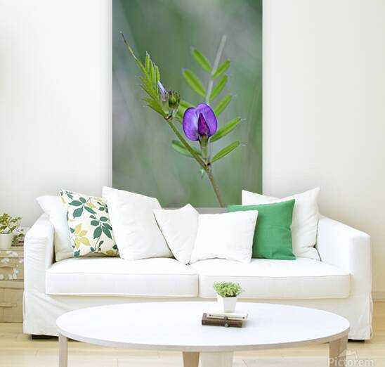 Purple wildflower Cowichan Valley Vancouver Island British Columbia Canada Reproduction