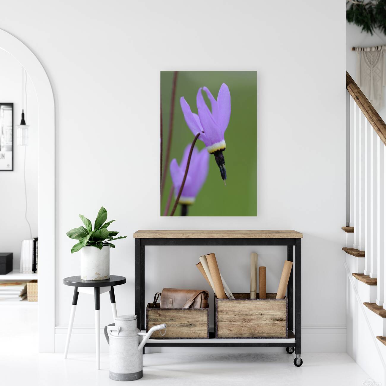 Shooting Star Dodecatheon pulchellum Cowichan Garry Oak Preserve Cowichan Valley Vancouver Island British Columbia. Reproduction