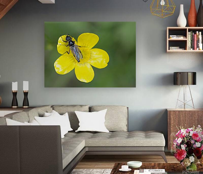 Buttercup Ranunculus Cowichan Valley Vancouver Island British Columbia Canada Reproduction