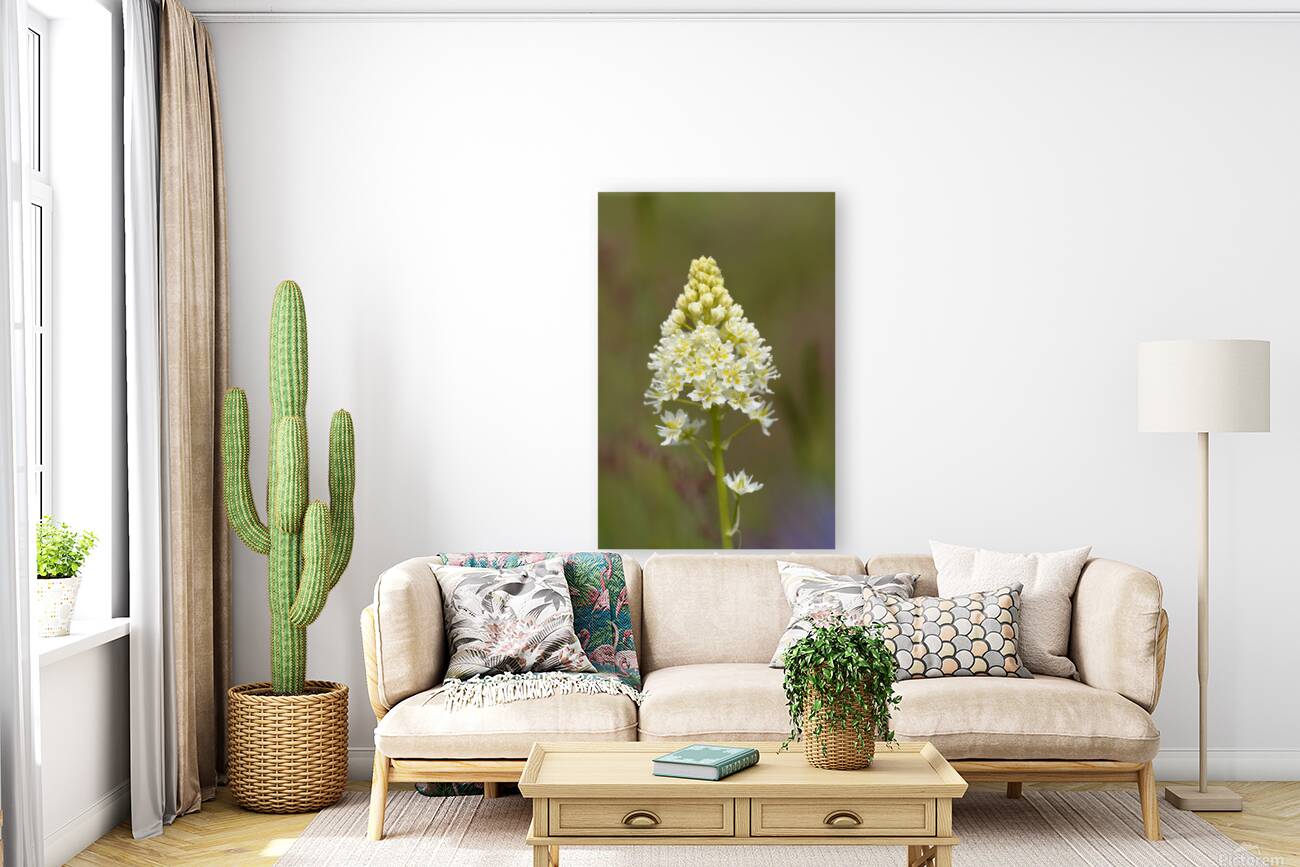 Death Camas or Meadow Death camas Zigadenus venenosus Cowichan Valley Vancouver Island British Columbia Canada Reproduction