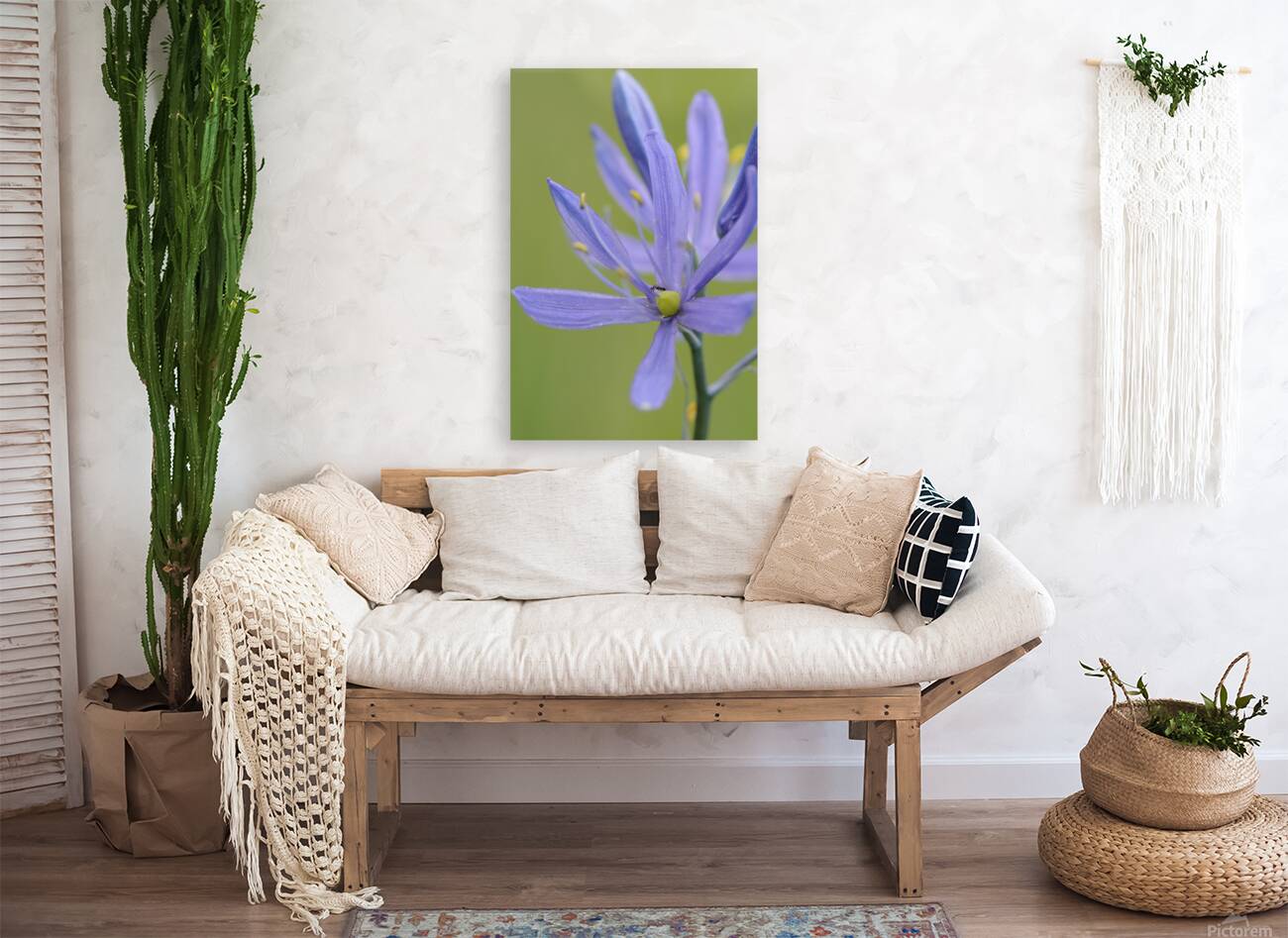 Common Camas Camassia quamash Cowichan Garry Oak Preserve Cowichan Valley Vancouver Island British Columbia. Reproduction