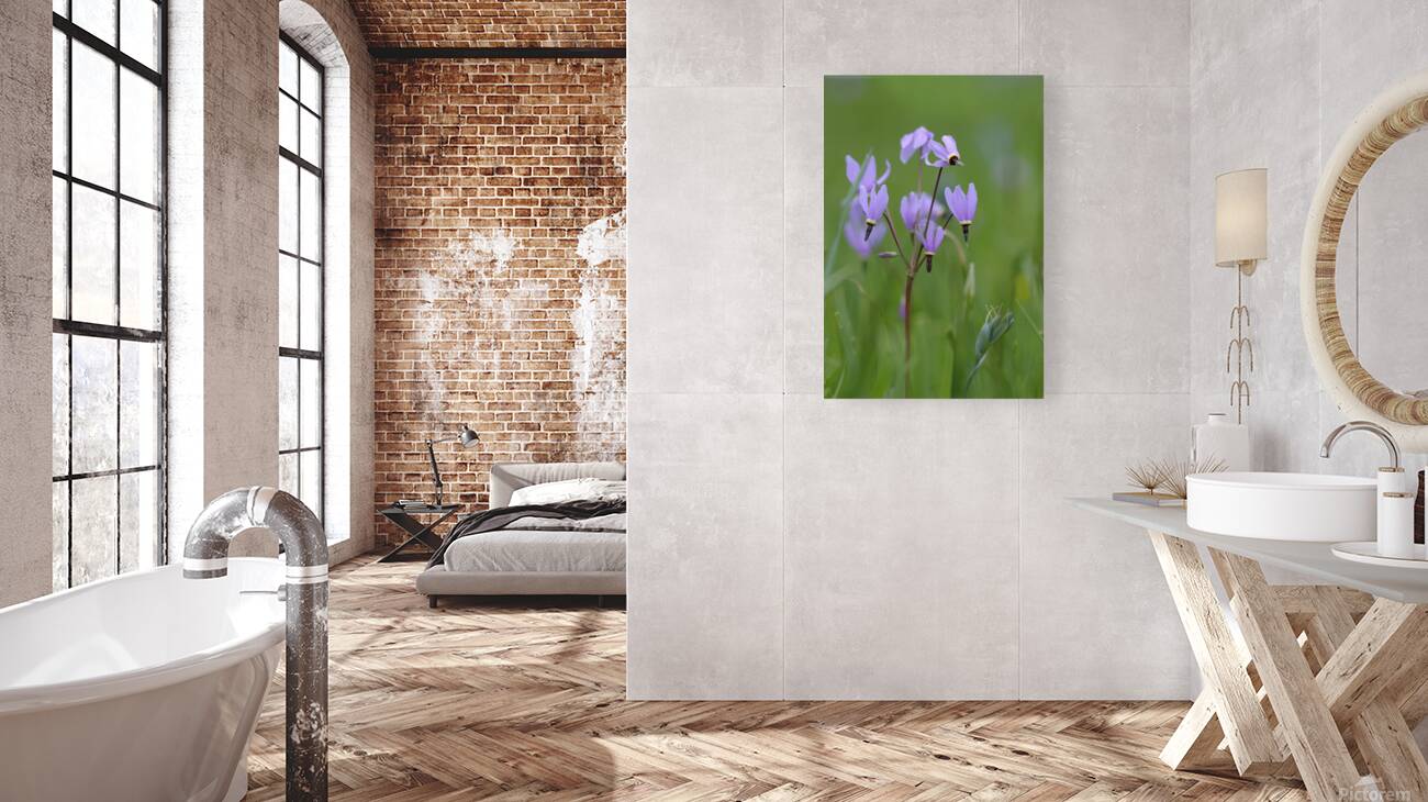 Shooting Star Dodecatheon pulchellum Cowichan Garry Oak Preserve Cowichan Valley Vancouver Island British Columbia. Reproduction