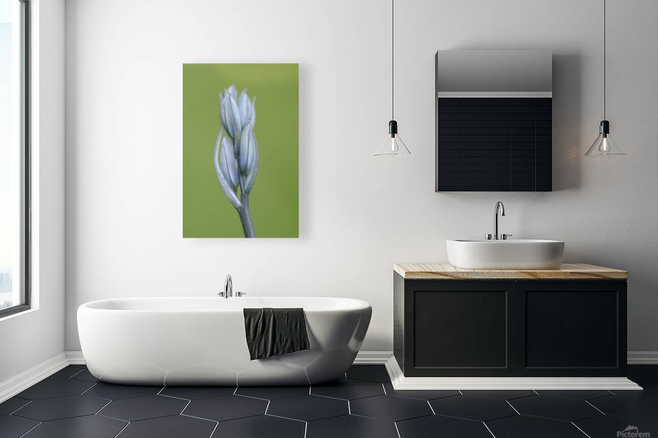 Common Camas Camassia quamash Cowichan Garry Oak Preserve Cowichan Valley Vancouver Island British Columbia. Reproduction