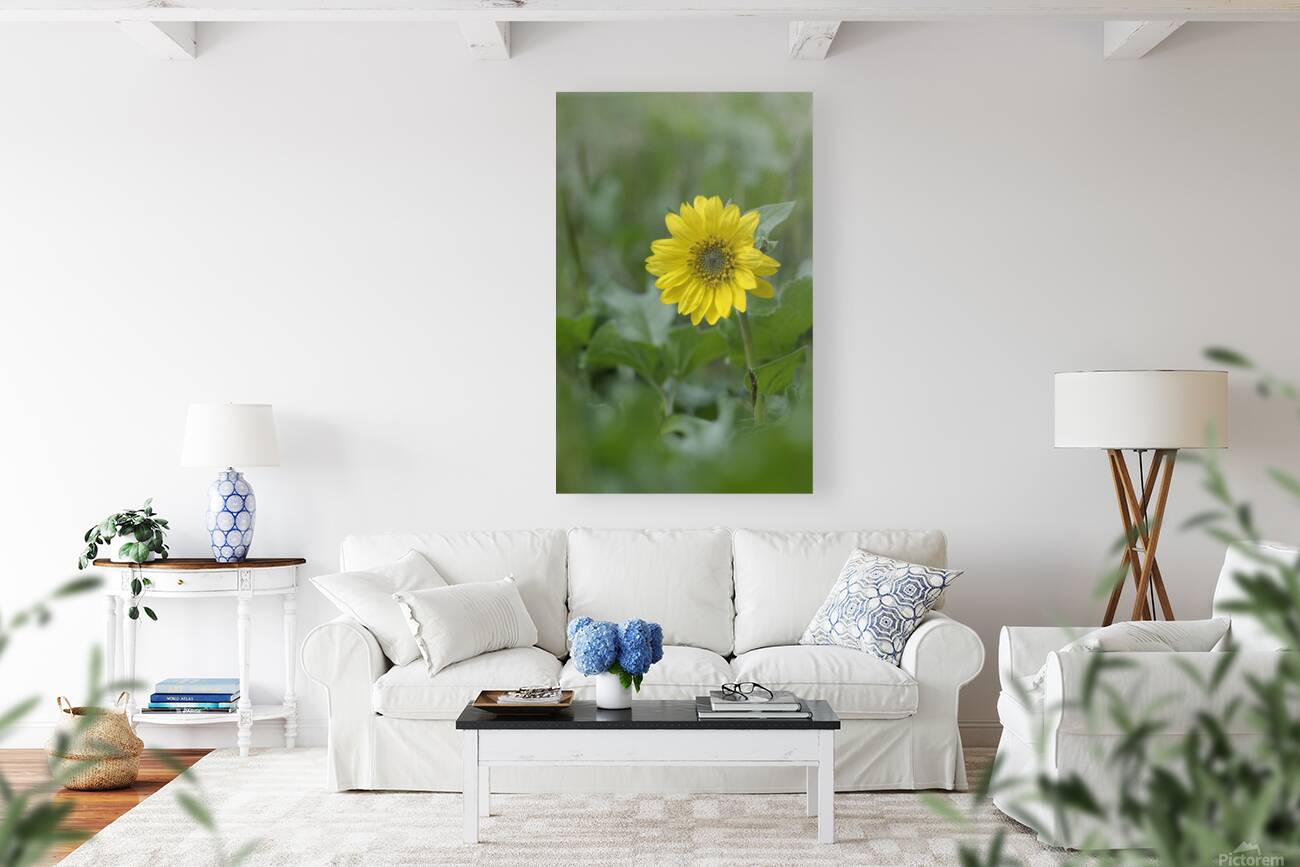 Deltoid Balsamroot Balsamorhiza deltoidea Cowichan Valley Vancouver Island British Columbia Canada Reproduction