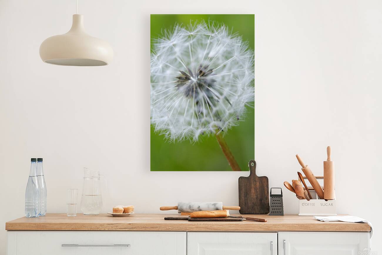 Dandelion Cowichan Valley Vancouver Island British Columbia Canada Reproduction