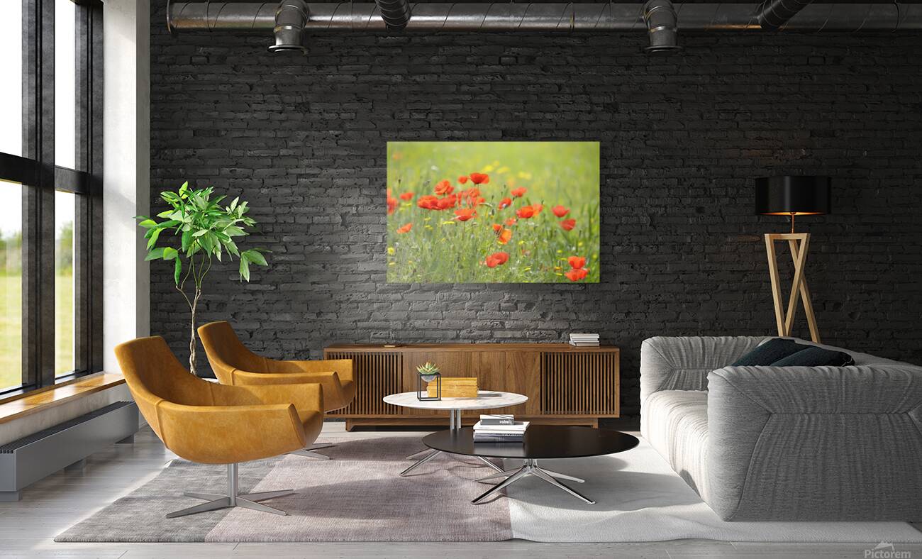 Wild poppies in Lourmarin Reproduction