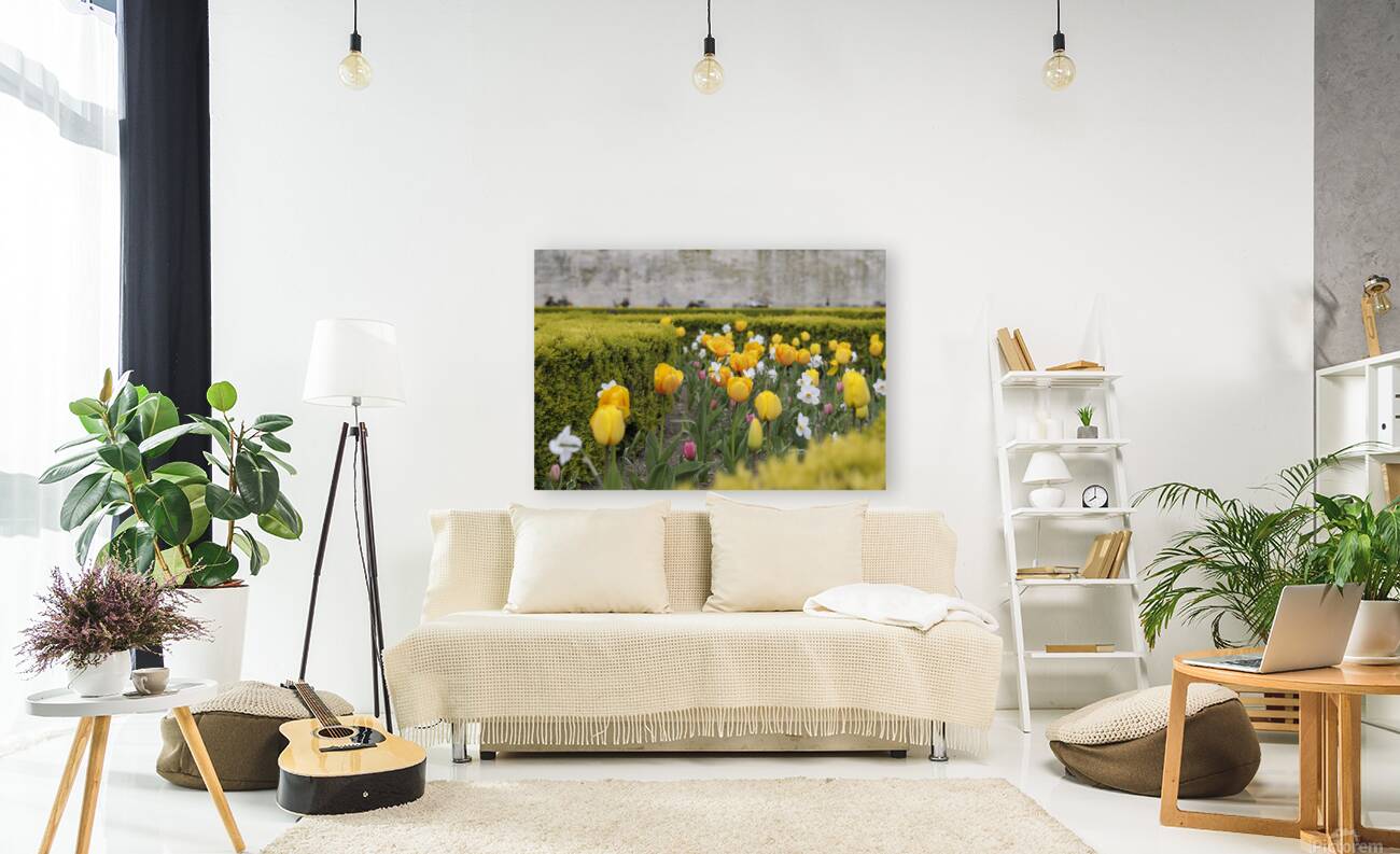 Tulips Jardins des Tuileries - Paris Reproduction