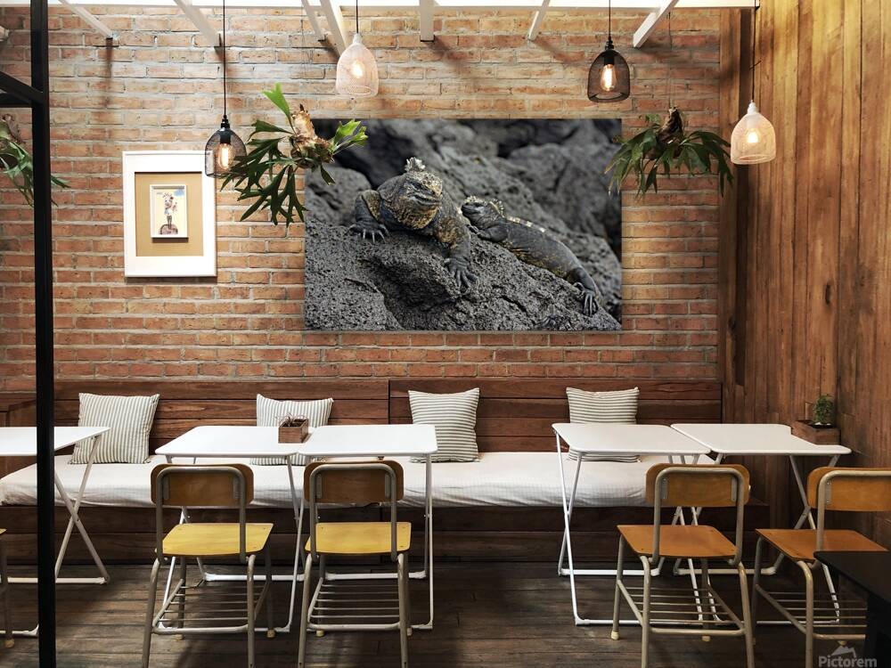 Marine Iguanas Amblyrhynchus cristatus Urbina Bay Isabela Island Galapagos Islands Ecuador Reproduction