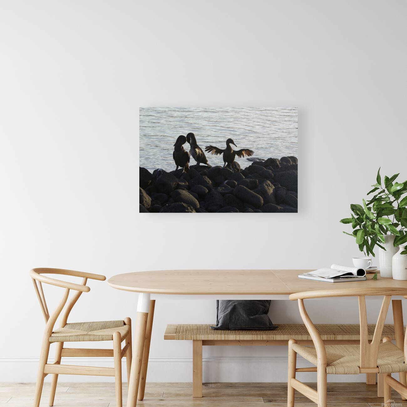 Flightless Cormorants Phalacrocorax harrisi stretching their wings Punta Espinosa Fernandina Island Galapagos Islands Ecuador Reproduction