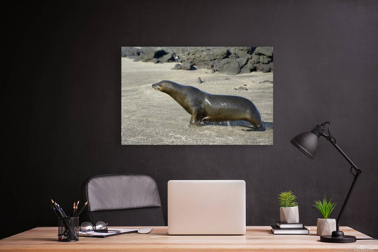 Galapagos sea lion male charging Punta Espinosa Fernandina Island Galapagos Islands Ecuador Reproduction