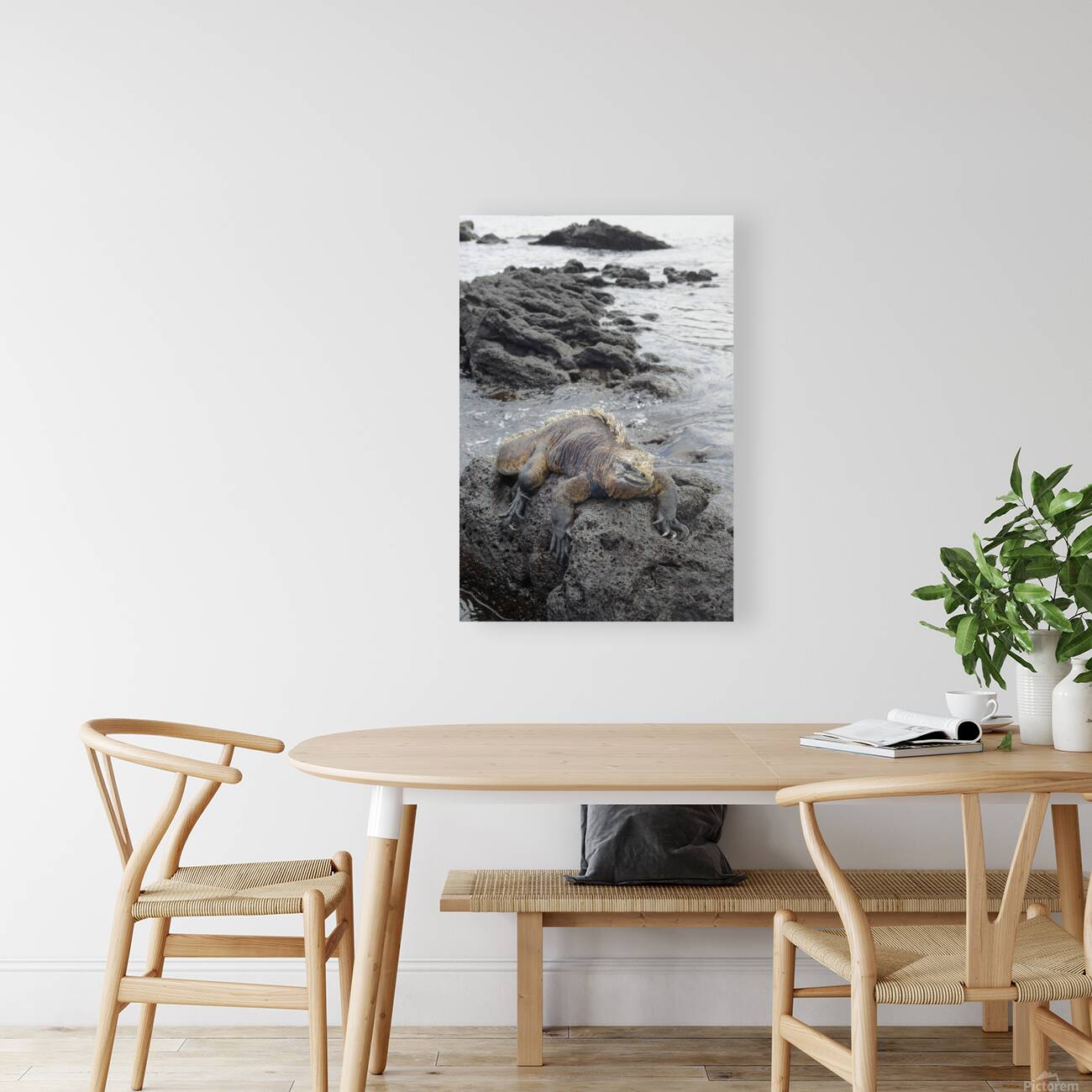 Marine Iguana Amblyrhynchus cristatus Urbina Bay Isabela Island Galapagos Islands Ecuador Reproduction