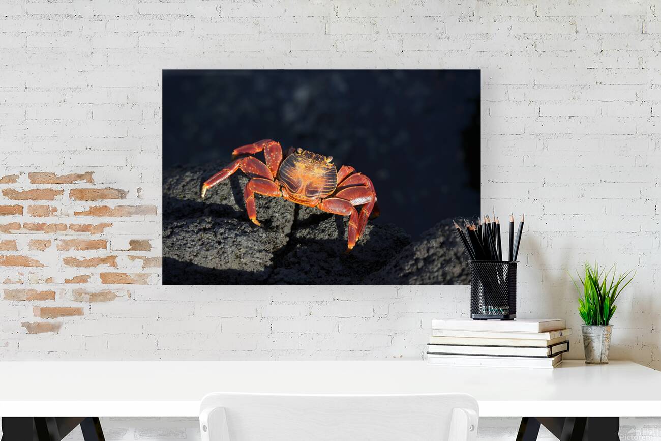 Sally Lightfoot crab Grapsus grapsus on black lava Punta Espinosa Fernandina Island Galapagos  Islands Ecuador Reproduction