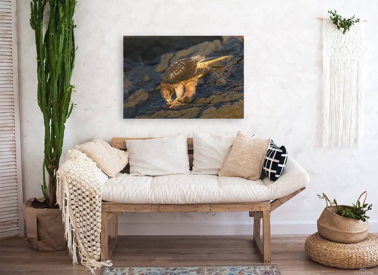 Galapagos Hawk Buteo galapagoensis eating a marine iguana Punta Espinosa Fernandina Island Galapagos Islands Ecuador
 Reproduction